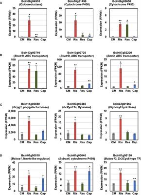 Botrytis cinerea tolerates phytoalexins produced by Solanaceae and Fabaceae plants through an efflux transporter BcatrB and metabolizing enzymes